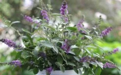 Lo & Behold Blue Chip Junior Butterfly Bush - 5 Pack Of Quart Pots -Garden Supplies Sales 2024 buddleia blue chip junior butterfly bush 6 1