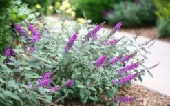 Lo & Behold Blue Chip Junior Butterfly Bush - 5 Pack Of Quart Pots -Garden Supplies Sales 2024 buddleia blue chip junior butterfly bush 7 1