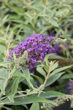 Lo & Behold Blue Chip Junior Butterfly Bush - 3 Gallon Pot -Garden Supplies Sales 2024 buddleia blue chip junior butterfly bush 8 2