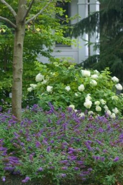 Lo & Behold Blue Chip Junior Butterfly Bush - 3 Gallon Pot -Garden Supplies Sales 2024 buddleia blue chip junior butterfly bush 9 2