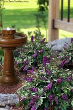 Blueberry Pie Dwarf Butterfly Bush (Buddleia) - 3 Gallon Pot -Garden Supplies Sales 2024 buddleia blueberry pie butterfly bush 3