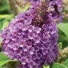 Dapper Lavender Butterfly Bush - 2 Gallon Pot -Garden Supplies Sales 2024 buddleia davidii dapper lavender butterfly bush 1