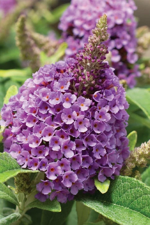 Dapper Lavender Butterfly Bush - 2 Gallon Pot Dapper Lavender Butterfly Bush - 2 Gallon Pot -Garden Supplies Sales 2024 buddleia davidii dapper lavender butterfly bush 1