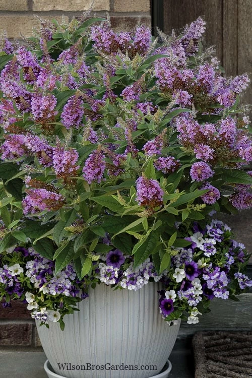 Dapper Lavender Butterfly Bush - 2 Gallon Pot Dapper Lavender Butterfly Bush - 2 Gallon Pot -Garden Supplies Sales 2024 buddleia davidii dapper lavender butterfly bush 3