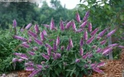 Lo & Behold 'Pink Micro Chip' Butterfly Bush - 1 Gallon Pot -Garden Supplies Sales 2024 buddleia lo and behold pink micro chip butterfly bush 7