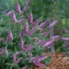 Lo & Behold 'Pink Micro Chip' Butterfly Bush - 1 Gallon Pot -Garden Supplies Sales 2024 buddleia lo and behold pink micro chip butterfly bush 8