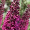 Summer Sips 'Sangria' Dwarf Butterfly Bush - 3 Gallon Pot -Garden Supplies Sales 2024 buddleia summer sips sangria dwarf butterfly bush 1