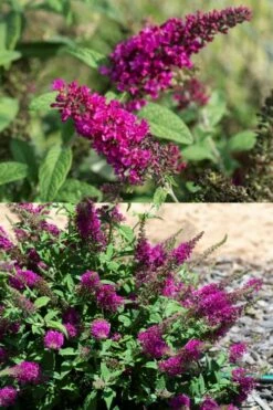 Summer Sips 'Sangria' Dwarf Butterfly Bush - 3 Gallon Pot -Garden Supplies Sales 2024 buddleia summer sips sangria dwarf butterfly bush 2