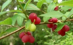Fragrant Winter Honeysuckle Bush (Lonicera Fragrantissima) - 3 Gallon Pot -Garden Supplies Sales 2024 bush fragrant honeysuckle 3 800x500 1
