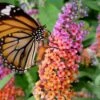 BiColor Butterfly Bush (Buddleia X Weyeriana) - 1 Gallon Pot -Garden Supplies Sales 2024 butterfly bush bicolor 1