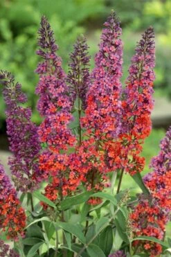 BiColor Butterfly Bush (Buddleia X Weyeriana) - 1 Gallon Pot -Garden Supplies Sales 2024 butterfly bush bicolor 3