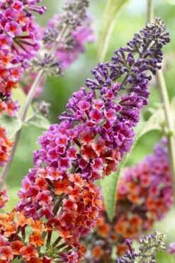 BiColor Butterfly Bush (Buddleia X Weyeriana) - 1 Gallon Pot -Garden Supplies Sales 2024 butterfly bush bicolor 5