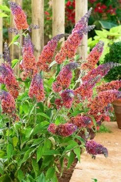 BiColor Butterfly Bush (Buddleia X Weyeriana) - 1 Gallon Pot -Garden Supplies Sales 2024 butterfly bush bicolor 6