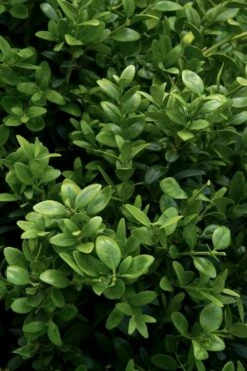 Green Tower Boxwood - 2 Gallon Pot -Garden Supplies Sales 2024 buxus sempervirens monrue green tower boxwood 1 1