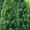 Green Tower Boxwood - 3 Gallon Pot -Garden Supplies Sales 2024 buxus sempervirens monrue green tower boxwood 2