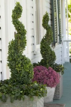 Green Tower Boxwood - 2 Gallon Pot -Garden Supplies Sales 2024 buxus sempervirens monrue green tower boxwood 3 1