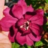 Hartlage Wine Sweetshrub (Calycanthus Raulstonii) - 7 Gallon Pot -Garden Supplies Sales 2024 calycanthus raulstonii hartlage wine sweetshrub 1 1