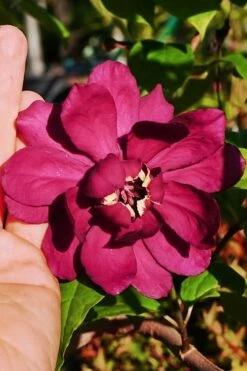 Hartlage Wine Sweetshrub (Calycanthus Raulstonii) - 7 Gallon Pot