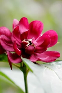 Hartlage Wine Sweetshrub (Calycanthus Raulstonii) - 3 Gallon Pot -Garden Supplies Sales 2024 calycanthus raulstonii hartlage wine sweetshrub 2