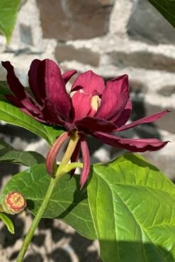 Hartlage Wine Sweetshrub (Calycanthus Raulstonii) - 7 Gallon Pot -Garden Supplies Sales 2024 calycanthus raulstonii hartlage wine sweetshrub 3 1
