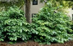 Hartlage Wine Sweetshrub (Calycanthus Raulstonii) - 7 Gallon Pot -Garden Supplies Sales 2024 calycanthus raulstonii hartlage wine sweetshrub 5 1