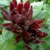Simply Scentsational Sweetshrub (Calycanthus ) - 3 Gallon Pot -Garden Supplies Sales 2024 calycanthus simply scentsational sweet shrub 13 1