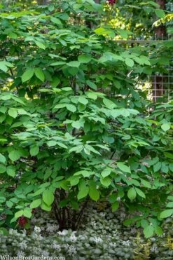 Simply Scentsational Sweetshrub (Calycanthus ) - 2 Gallon Pot -Garden Supplies Sales 2024 calycanthus simply scentsational sweet shrub 14