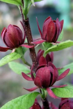 Simply Scentsational Sweetshrub (Calycanthus ) - 3 Gallon Pot -Garden Supplies Sales 2024 calycanthus simply scentsational sweet shrub 3 1