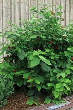 Simply Scentsational Sweetshrub (Calycanthus ) - 2 Gallon Pot -Garden Supplies Sales 2024 calycanthus simply scentsational sweet shrub 4