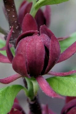 Simply Scentsational Sweetshrub (Calycanthus ) - 2 Gallon Pot -Garden Supplies Sales 2024 calycanthus simply scentsational sweet shrub 7