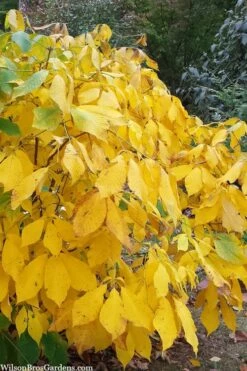 Simply Scentsational Sweetshrub (Calycanthus ) - 3 Gallon Pot -Garden Supplies Sales 2024 calycanthus simply scentsational sweet shrub 8 1