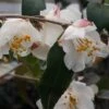 Snowbells Camellia (Camellia Transarisanensis) - 3 Gallon Pot -Garden Supplies Sales 2024 camellia handelii snowbells 2