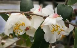Snowbells Camellia (Camellia Transarisanensis) - 3 Gallon Pot -Garden Supplies Sales 2024 camellia handelii snowbells 3