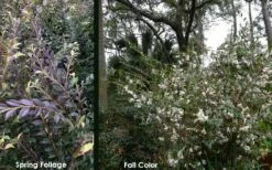 Snowbells Camellia (Camellia Transarisanensis) - 3 Gallon Pot -Garden Supplies Sales 2024 camellia handelii snowbells 5