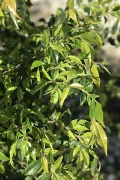 Snowbells Camellia (Camellia Transarisanensis) - 3 Gallon Pot -Garden Supplies Sales 2024 camellia handelii snowbells 6