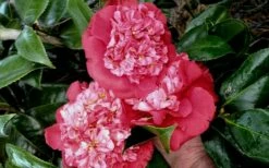 Laura Walker Camellia Japonica - 1 Gallon Pot -Garden Supplies Sales 2024 camellia laura walker 10 1