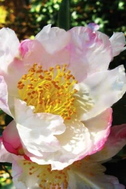 Sweet October Fragrant Camellia - 1 Gallon Pot -Garden Supplies Sales 2024 camellia sasanqua sweet october 1