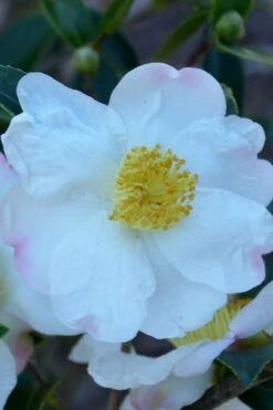 Sweet October Fragrant Camellia - 1 Gallon Pot -Garden Supplies Sales 2024 camellia sasanqua sweet october 2