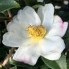 Sweet October Fragrant Camellia - 1 Gallon Pot -Garden Supplies Sales 2024 camellia sasanqua sweet october 3