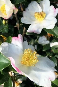 Sweet October Fragrant Camellia - 1 Gallon Pot -Garden Supplies Sales 2024 camellia sasanqua sweet october 4