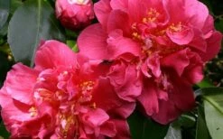 Scentsation Fragrant Camellia Japonica - 3 Gallon Pot -Garden Supplies Sales 2024 camellia scentsation 3