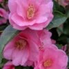 Spring Awakening Fragrant Camellia Hybrid - 3 Gallon Pot -Garden Supplies Sales 2024 camellia spring awakening 20