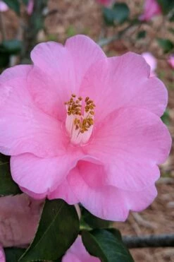 Spring Awakening Fragrant Camellia Hybrid - 3 Gallon Pot -Garden Supplies Sales 2024 camellia spring awakening 21