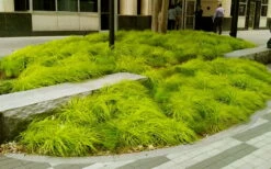 Evercolor Everillo Carex - 1 Gallon Pot -Garden Supplies Sales 2024 carex everillo 20