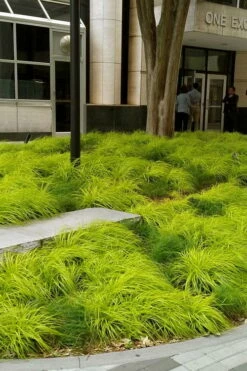 Evercolor Everillo Carex - 1 Gallon Pot -Garden Supplies Sales 2024 carex everillo 21