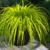Evercolor Everillo Carex - 8 Pack Of 1 Gallon Pots -Garden Supplies Sales 2024 carex everillo 22 1