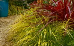 Evercolor Everillo Carex - 1 Gallon Pot -Garden Supplies Sales 2024 carex everillo 23