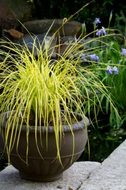 Evercolor 'Everillo' Carex - 5 Pack Of Quart Pots -Garden Supplies Sales 2024 carex everillo 24 1