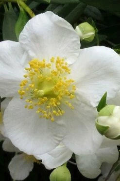 Elizabeth Bush Anemone (Carpentaria Californica) - 5 Gallon Pot -Garden Supplies Sales 2024 carpentaria californica elizabeth bush anemone 1