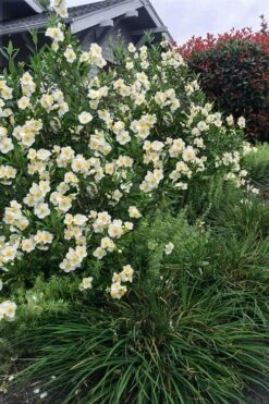 Elizabeth Bush Anemone (Carpentaria Californica) - 5 Gallon Pot -Garden Supplies Sales 2024 carpentaria californica elizabeth bush anemone 2